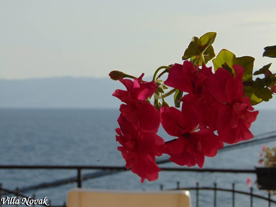 Villa Novak Ohrid Esterno foto